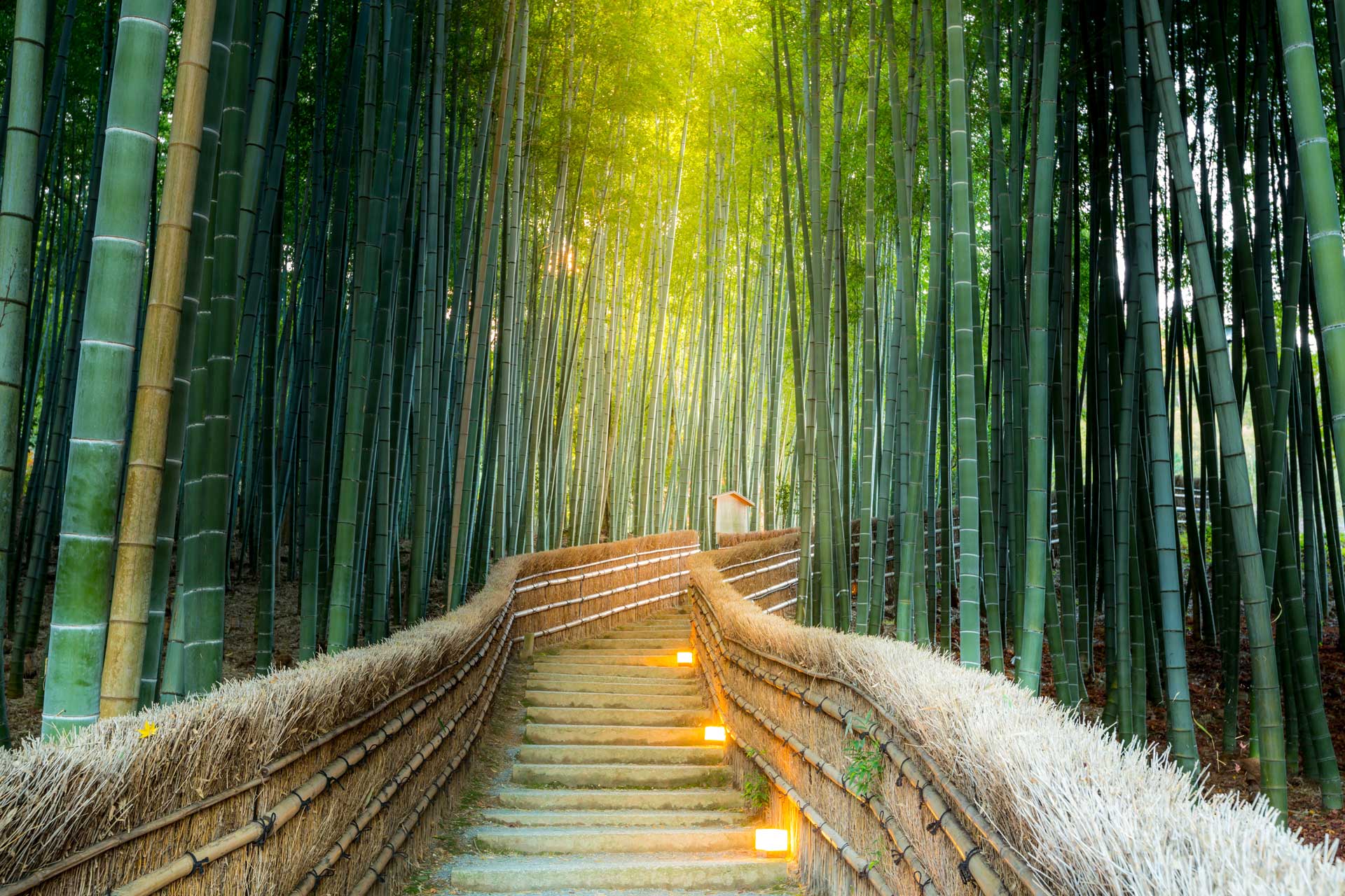 Bamboo Forest Tour 12D